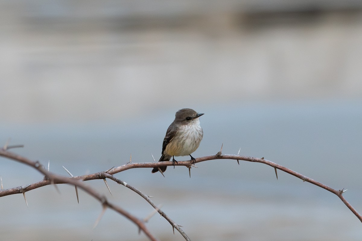Ateş Renkli Sinekkapan - ML646775562