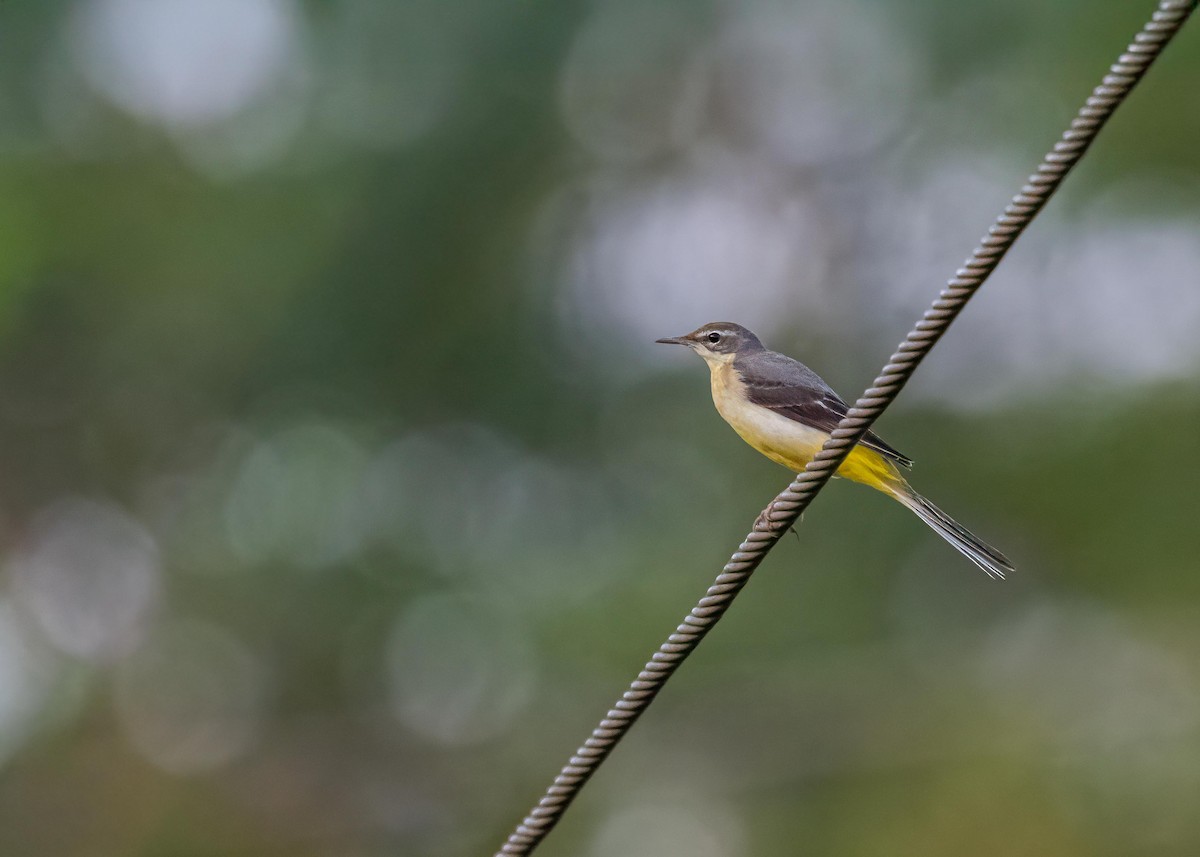 Dağ Kuyruksallayanı - ML646775566