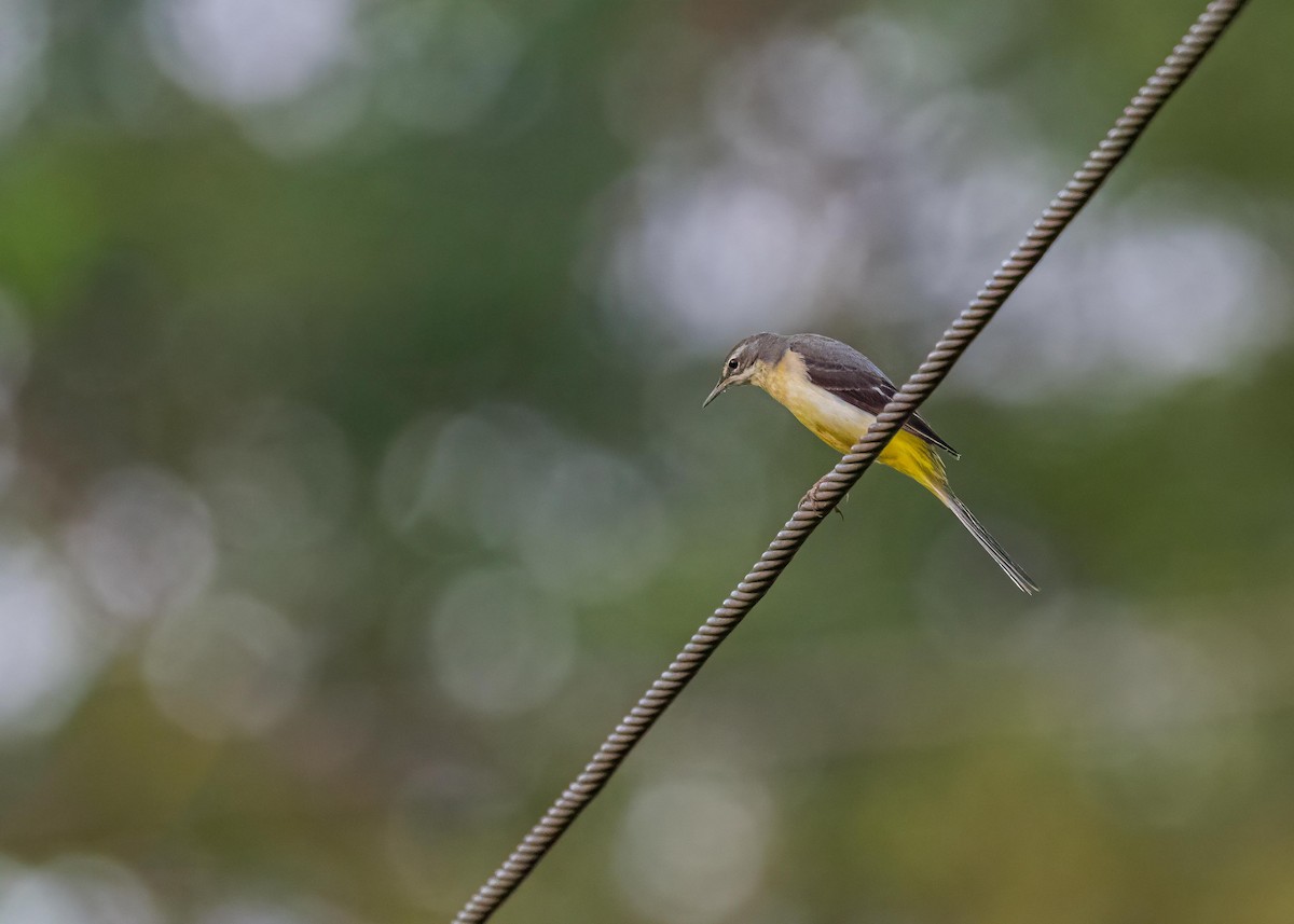 Dağ Kuyruksallayanı - ML646775567