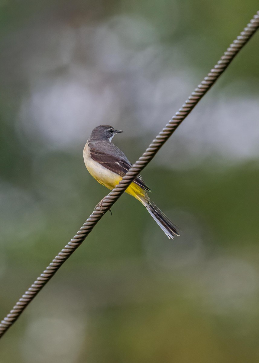 Dağ Kuyruksallayanı - ML646775568