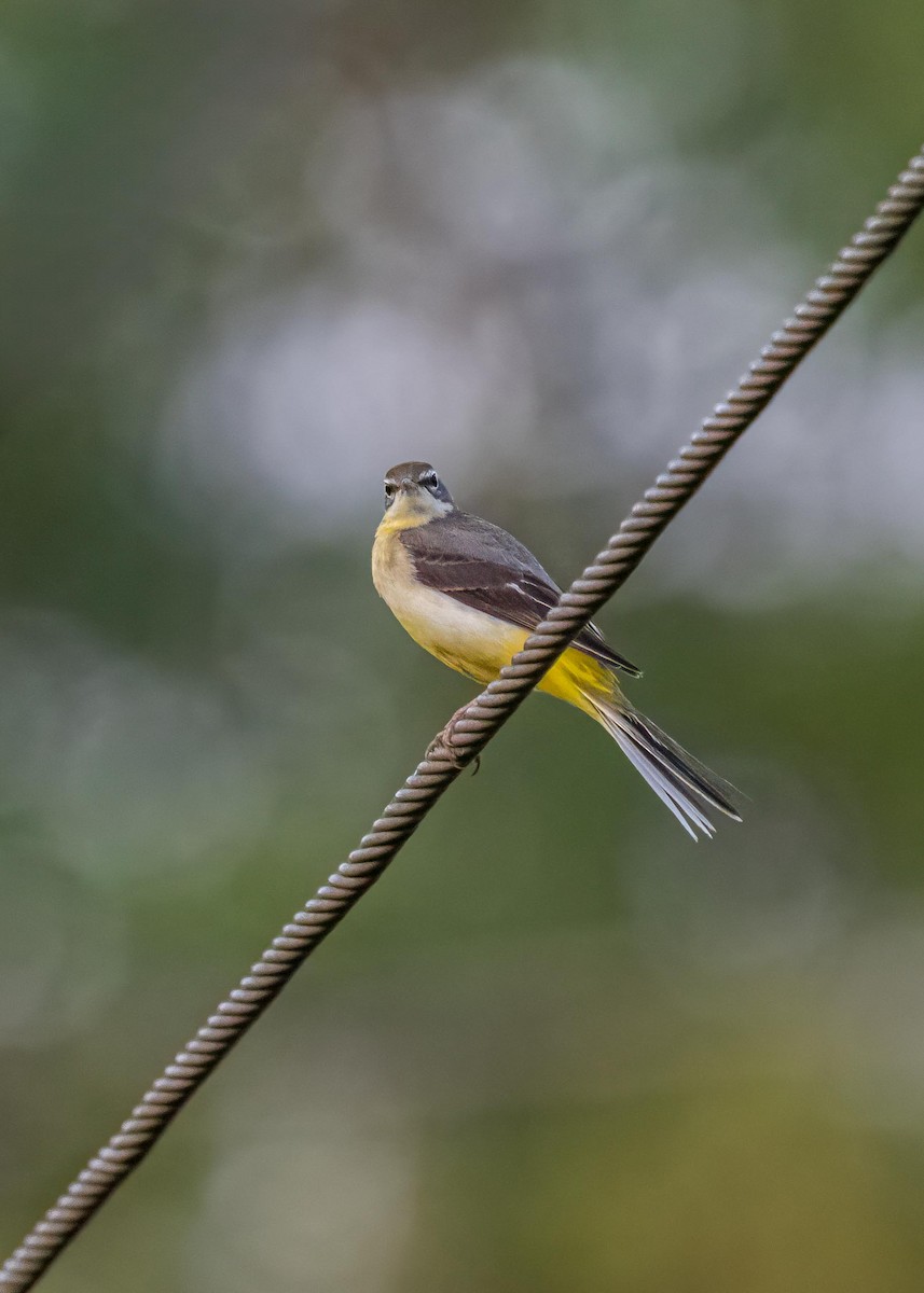 Dağ Kuyruksallayanı - ML646775569