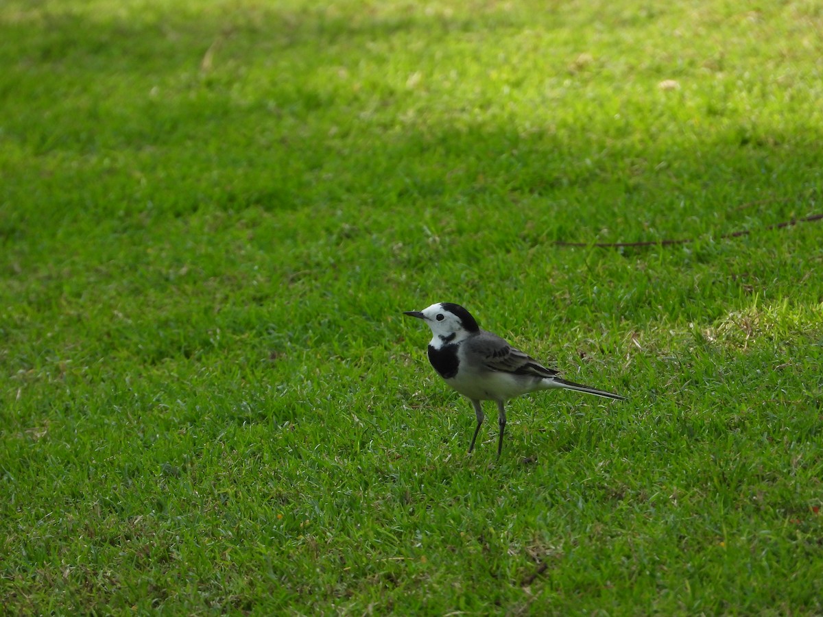 Ak Kuyruksallayan - ML646775570