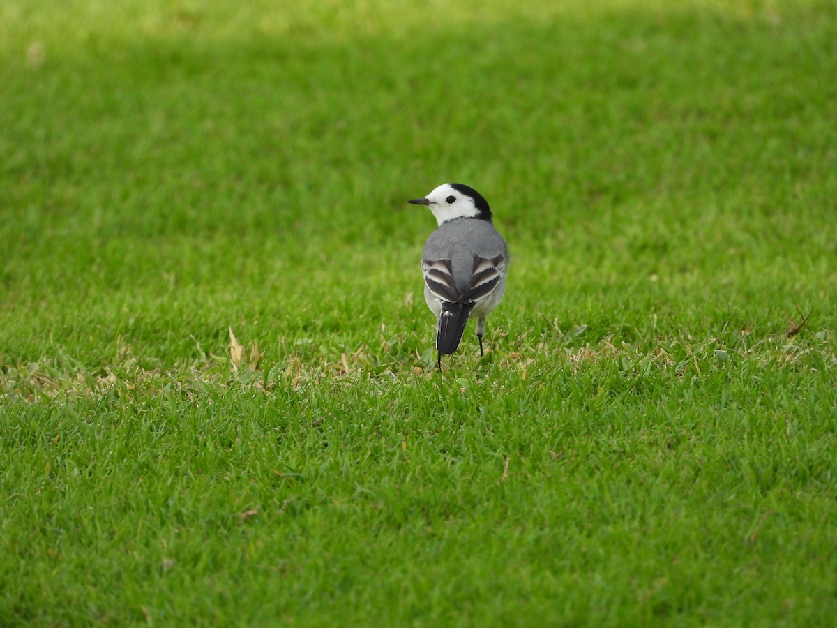 Ak Kuyruksallayan - ML646775571