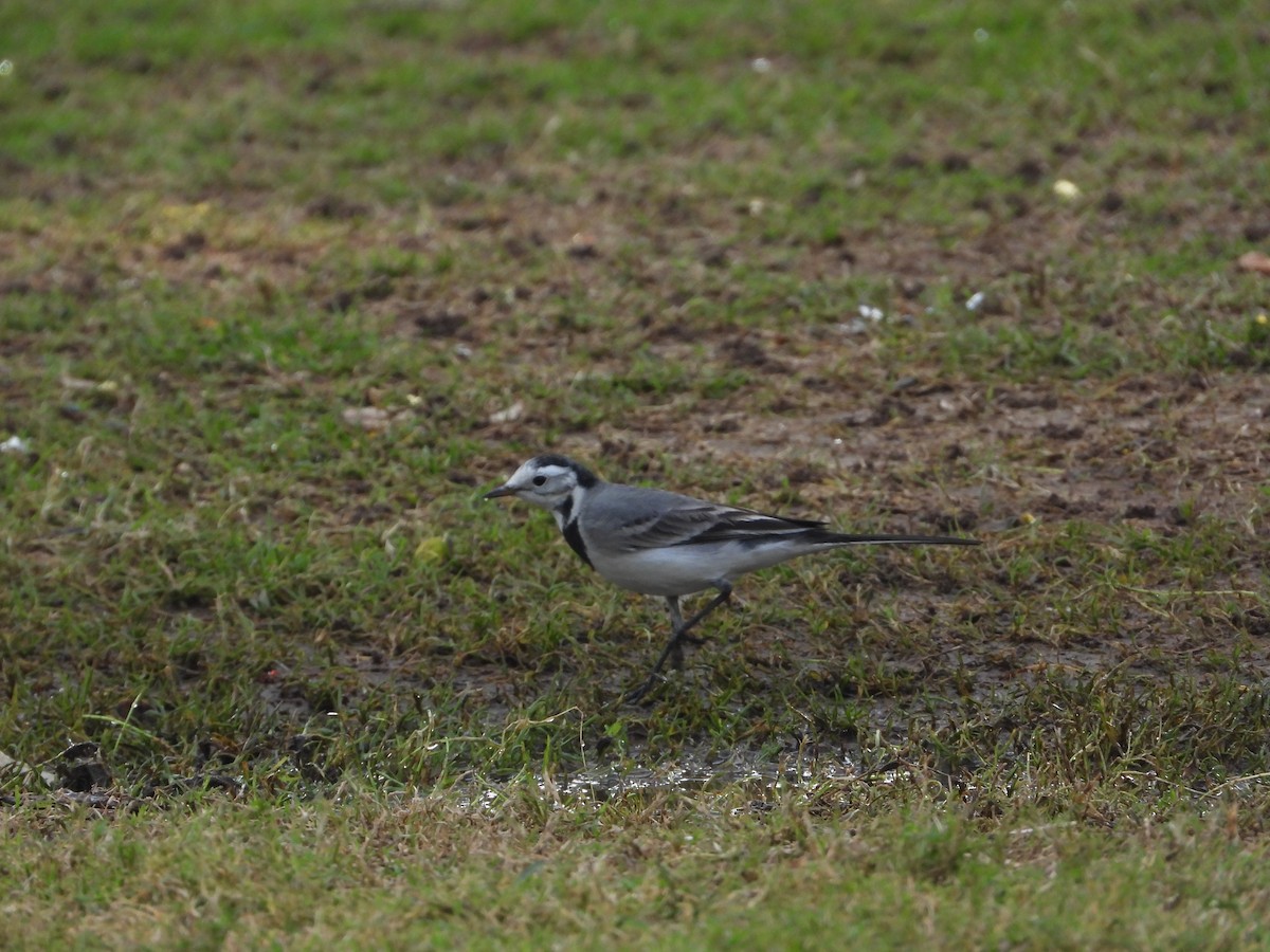 Ak Kuyruksallayan - ML646775572