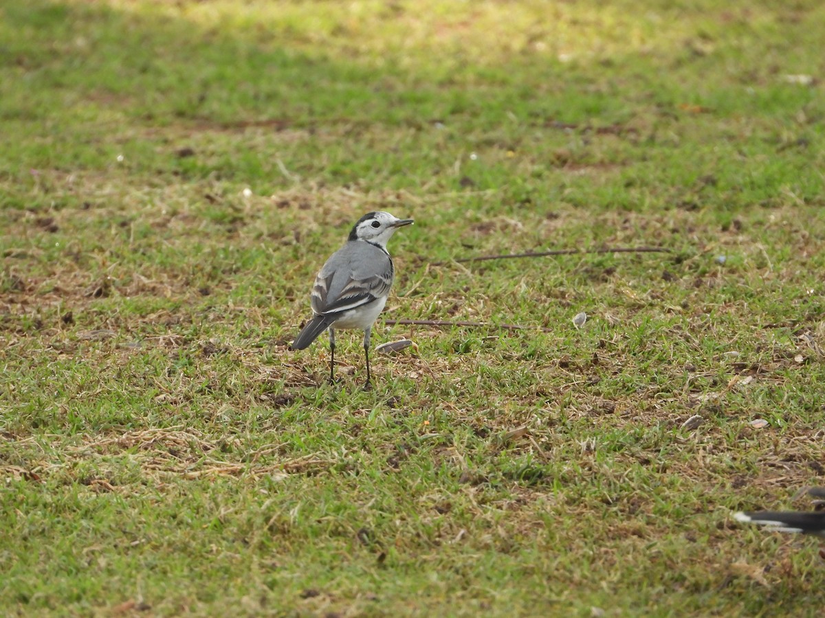 Ak Kuyruksallayan - ML646775573