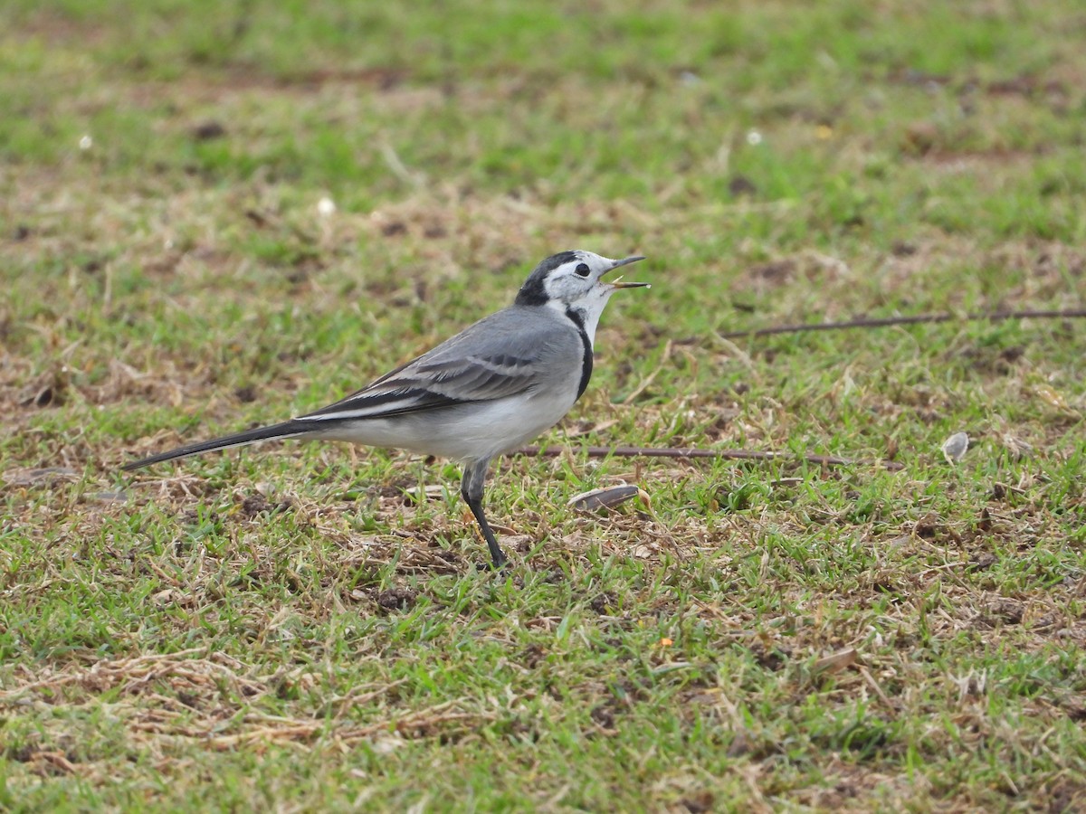 Ak Kuyruksallayan - ML646775574