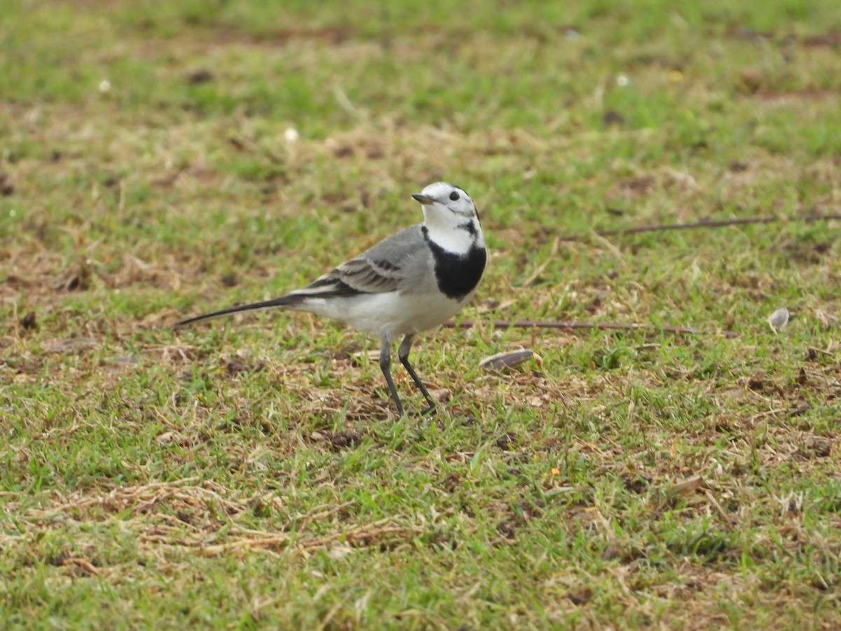 Ak Kuyruksallayan - ML646775575