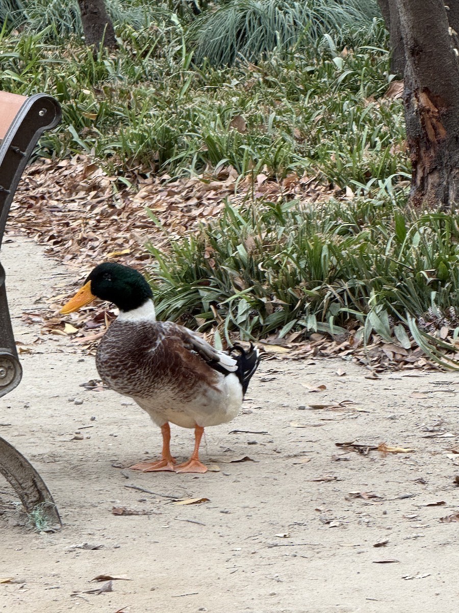 Yeşilbaş - ML646775576