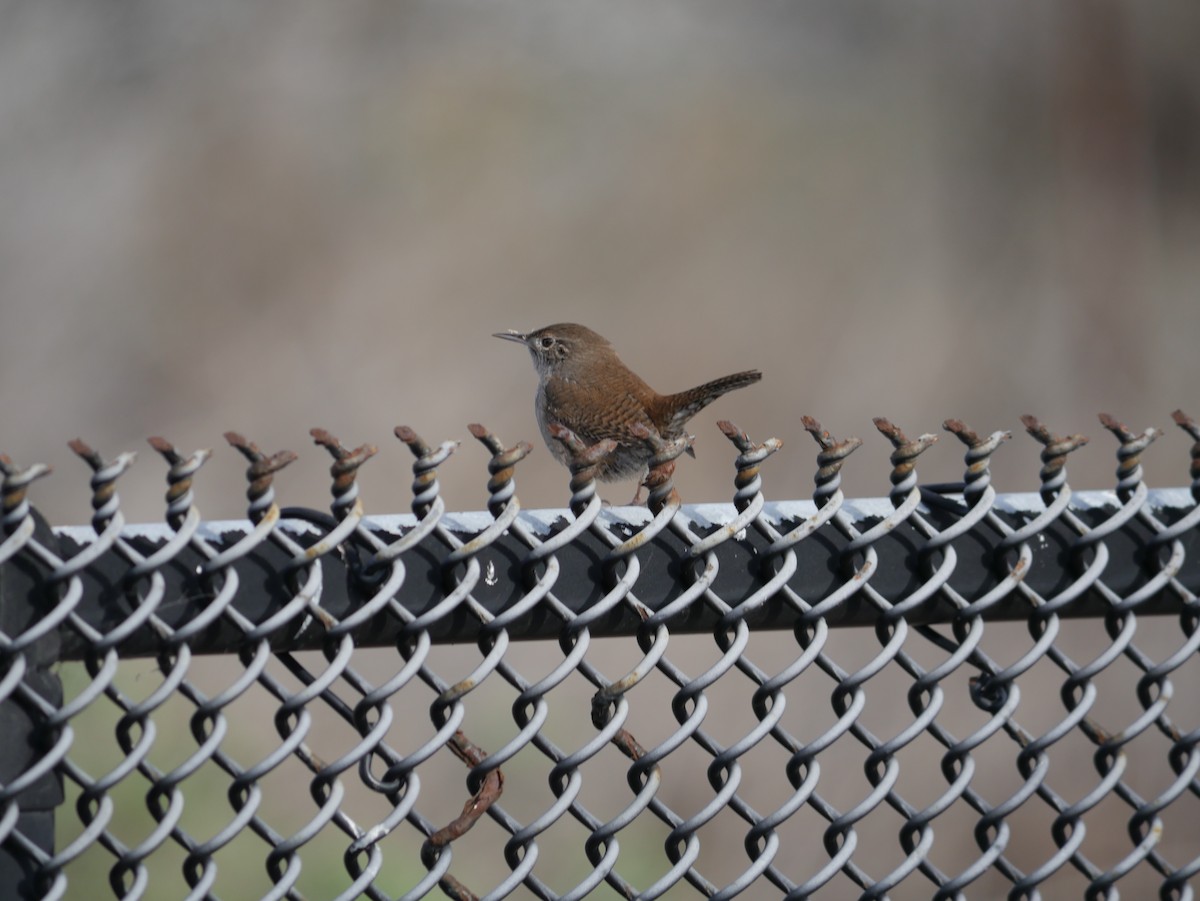 Ev Çıtkuşu - ML646775577