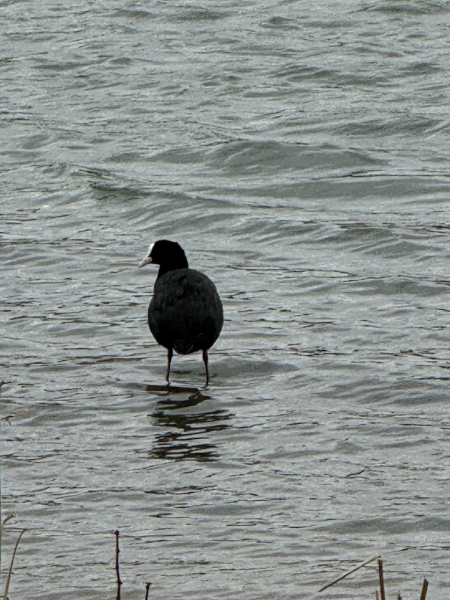 Sakarmeke - ML646775578