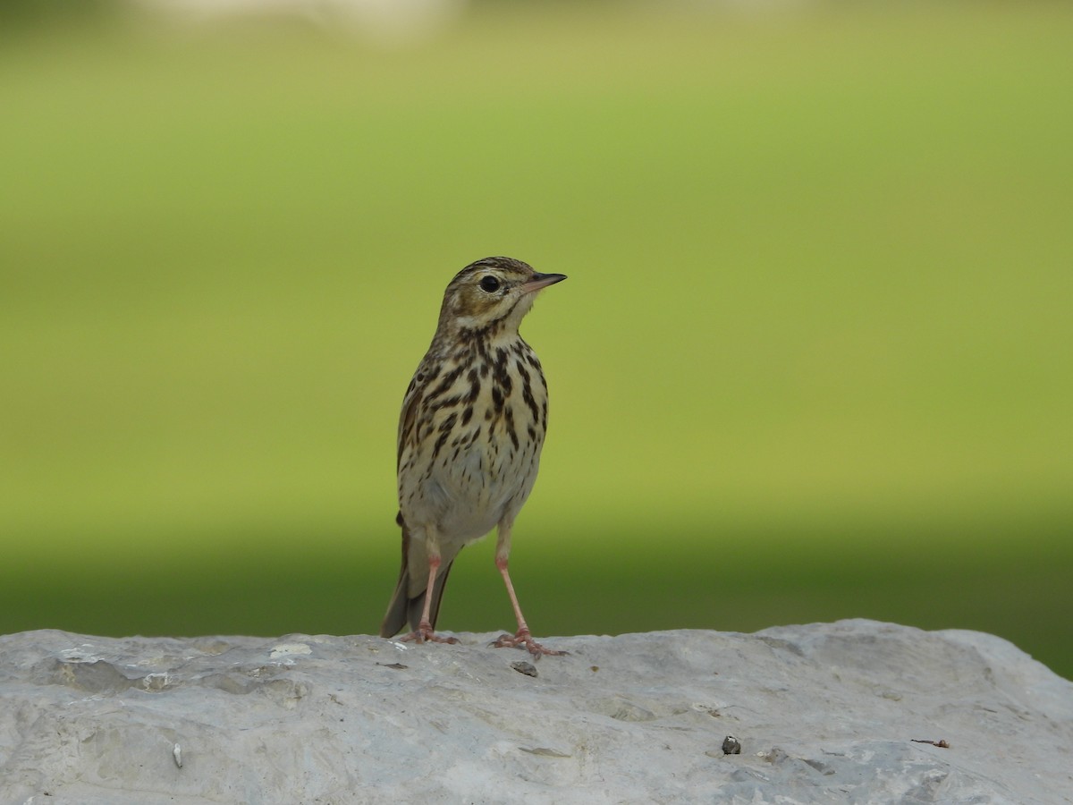 Çayır İncirkuşu - ML646775579