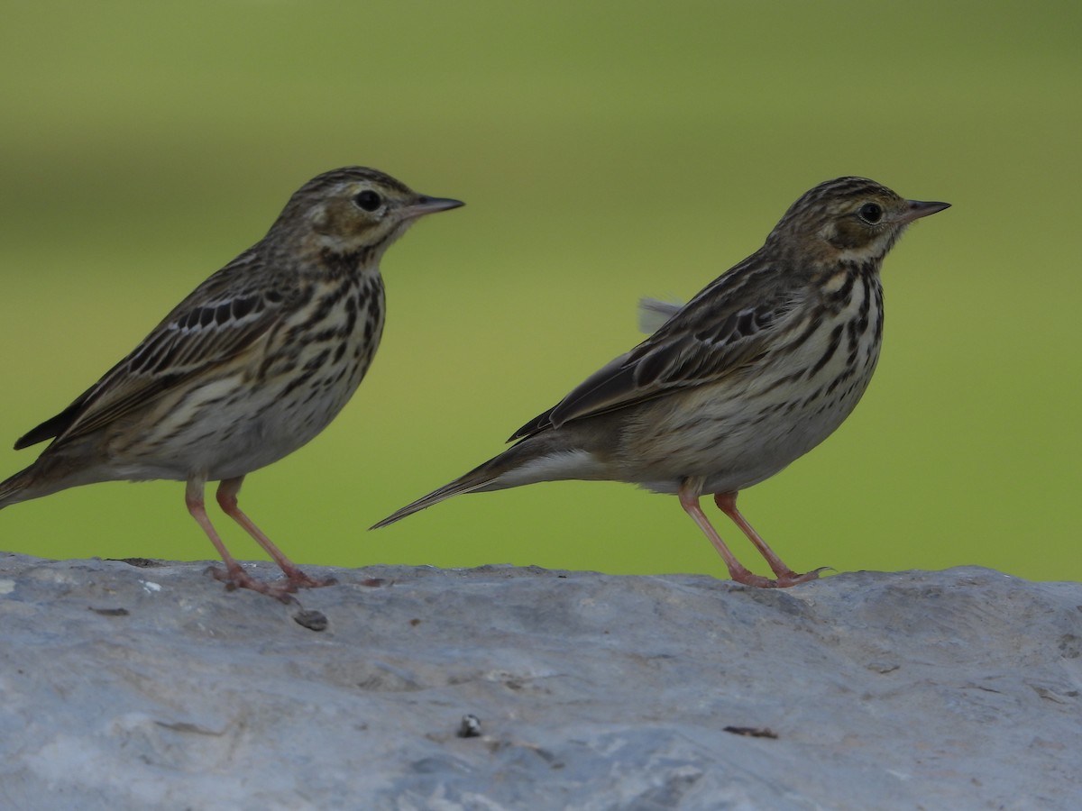 Çayır İncirkuşu - ML646775580