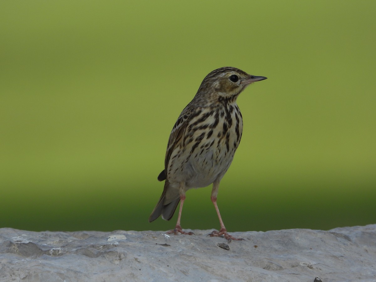 Çayır İncirkuşu - ML646775581