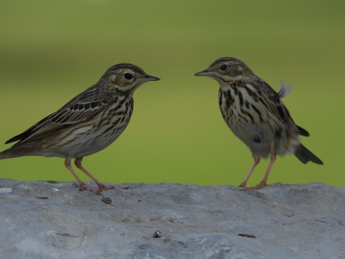 Çayır İncirkuşu - ML646775582