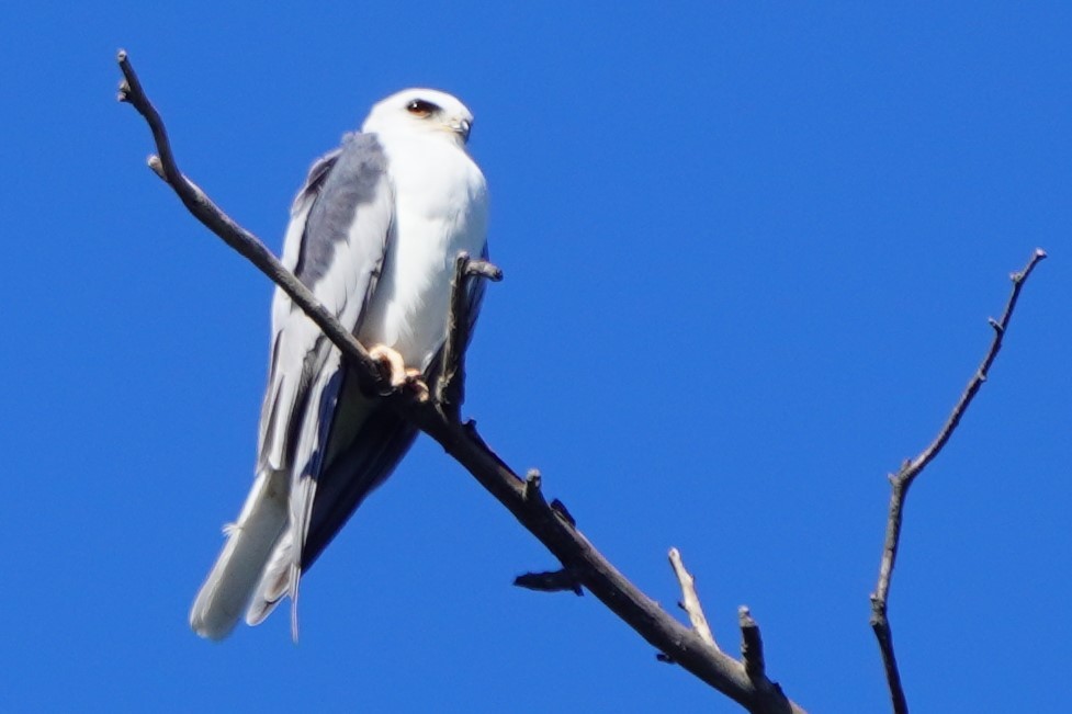 Amerika Ak Çaylağı - ML646775583