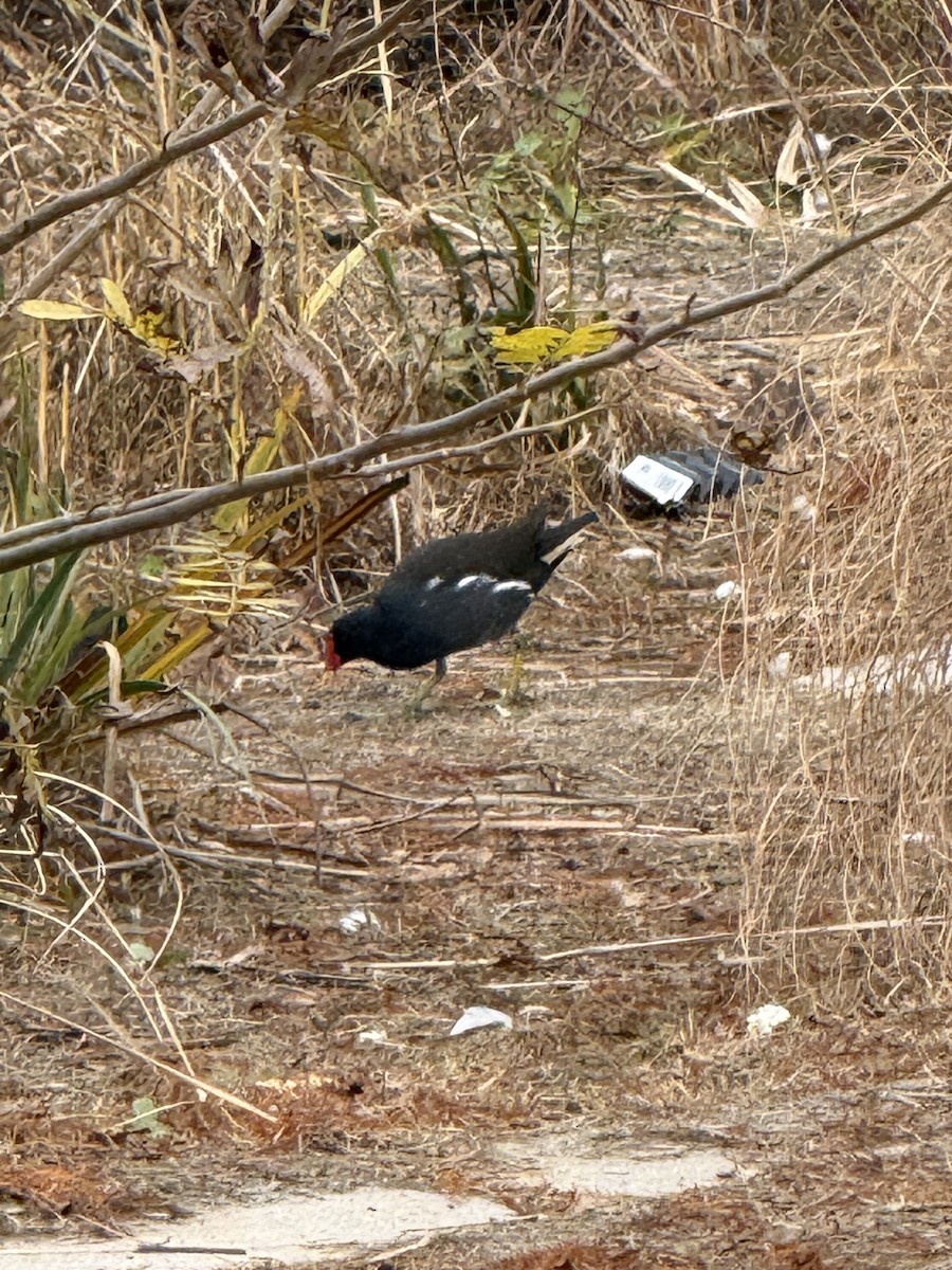 Sutavuğu - ML646775587