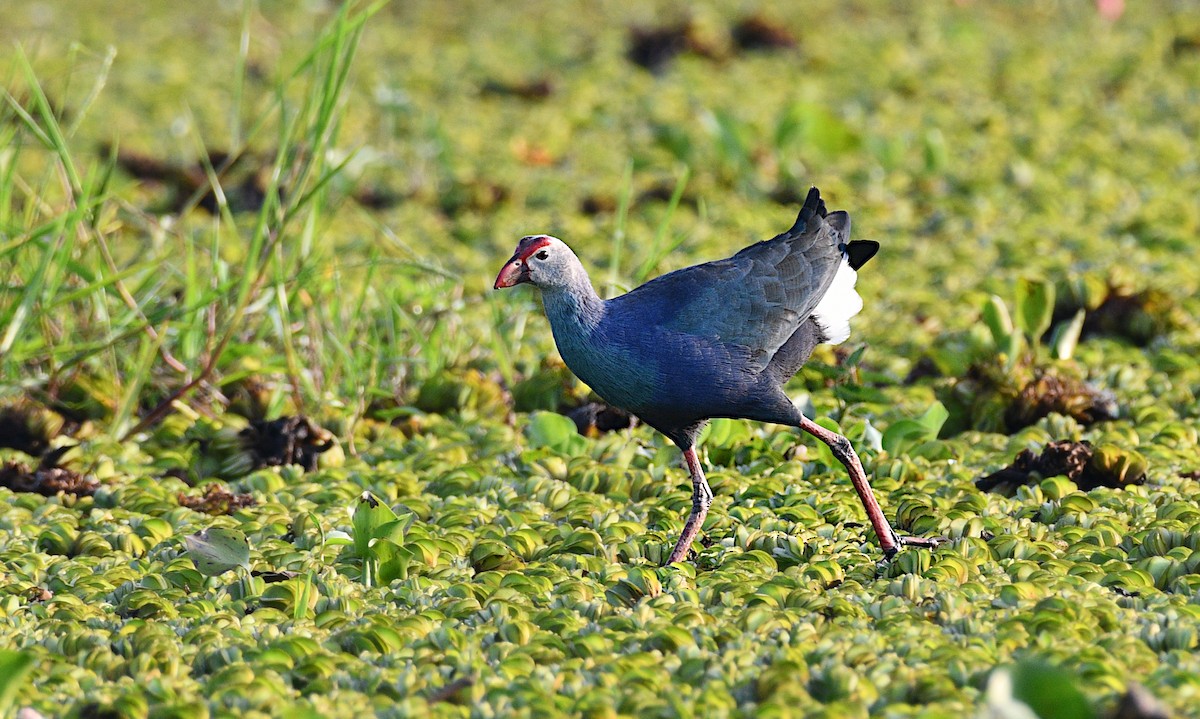 Gri Başlı Sazhorozu - ML646775589