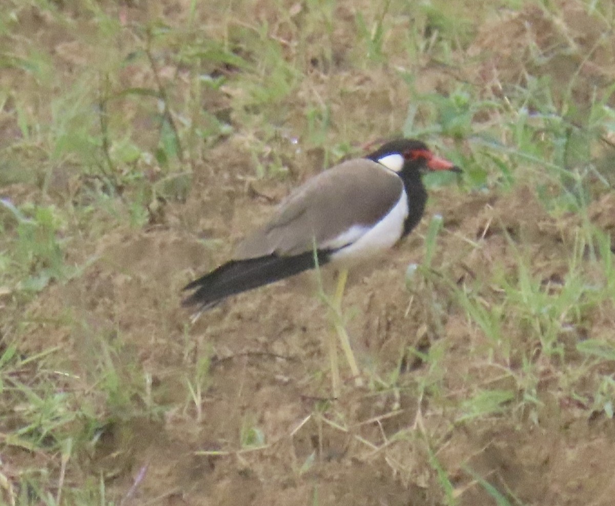 Büyük Kızkuşu - ML646775592