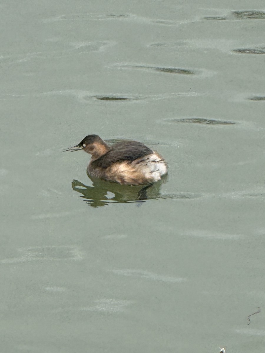 Küçük Batağan - ML646775593