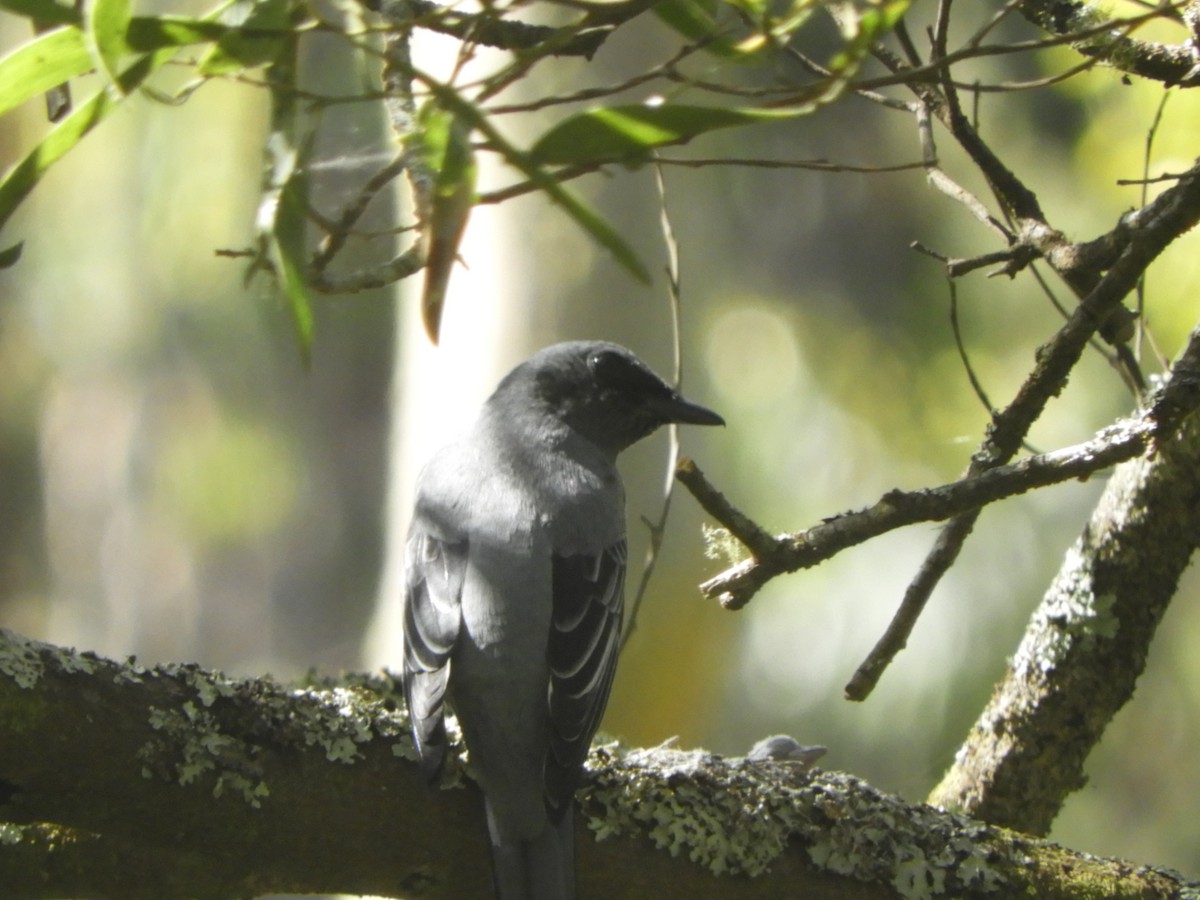 Sahul Cicadabird - ML646775594