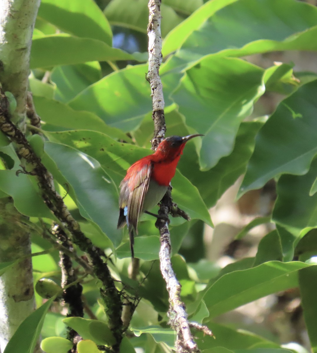 Crimson Sunbird - ML646775600