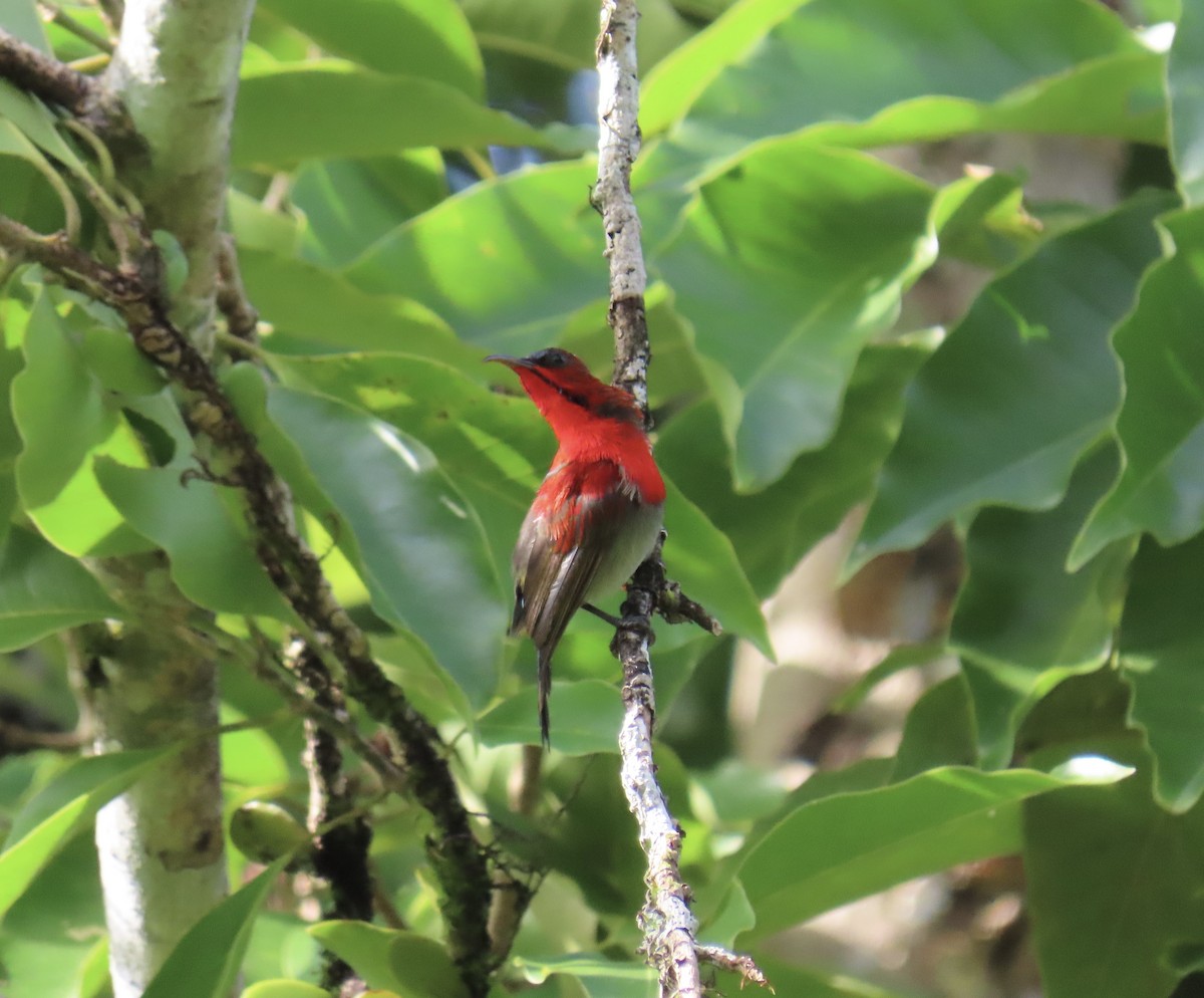 Crimson Sunbird - ML646775601