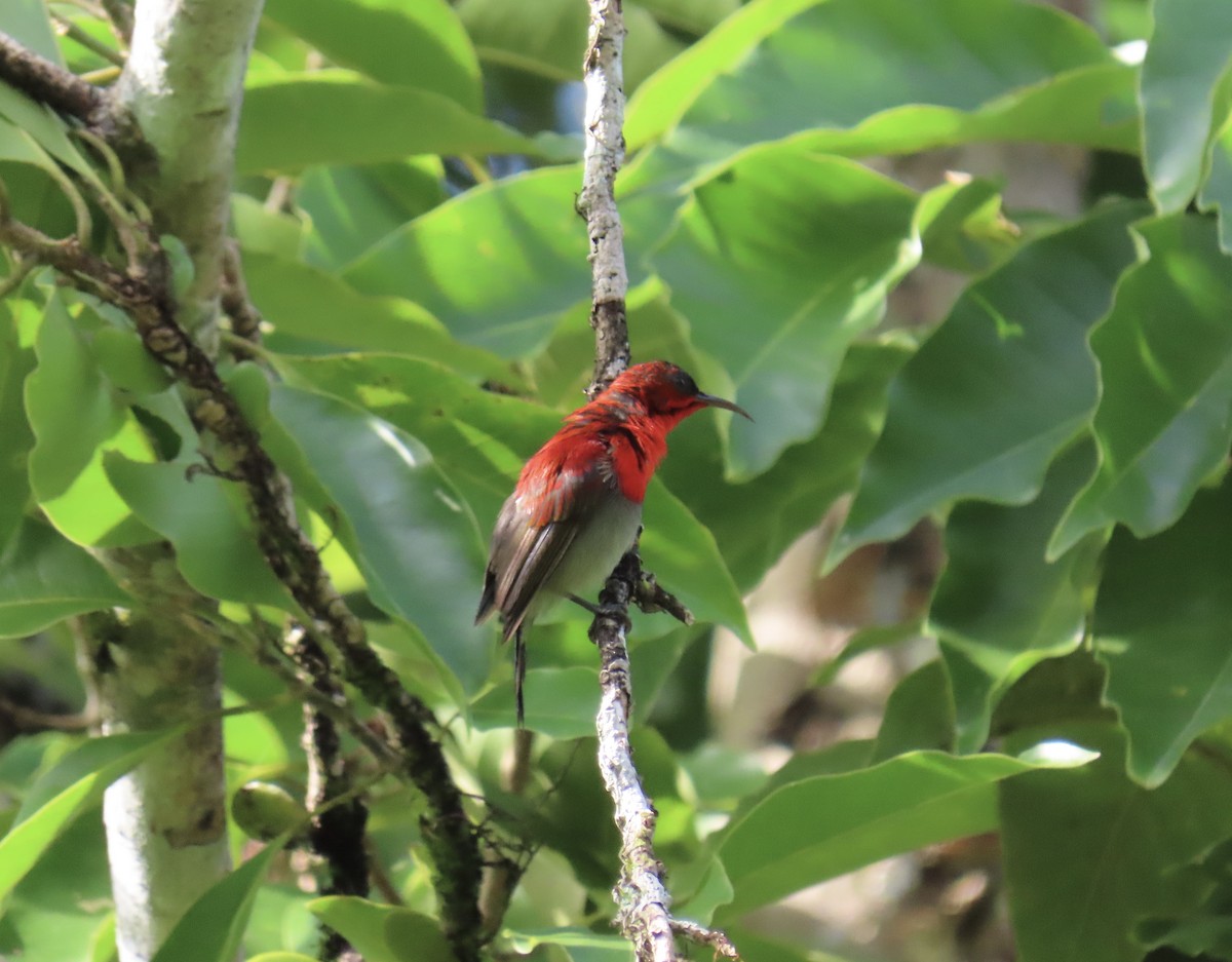 Crimson Sunbird - ML646775602