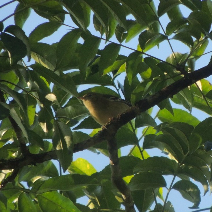 Пісняр-лісовик каштановий - ML646775603