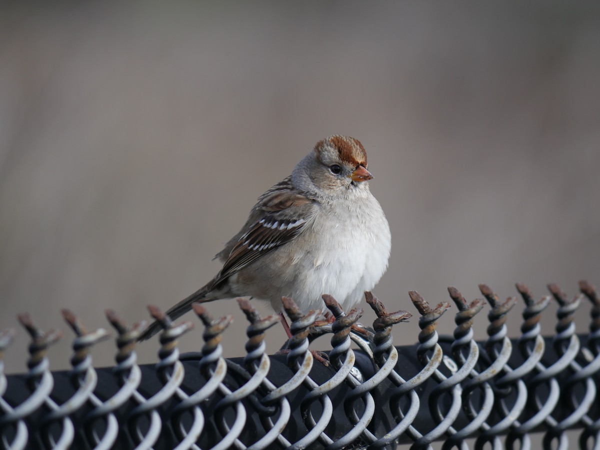 White-crowned Sparrow - ML646775604