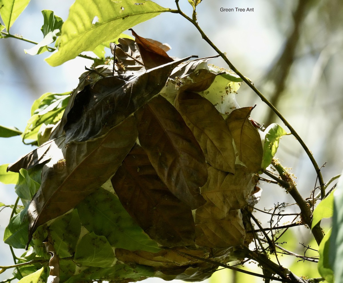 Green Tree Ant - ML646775605