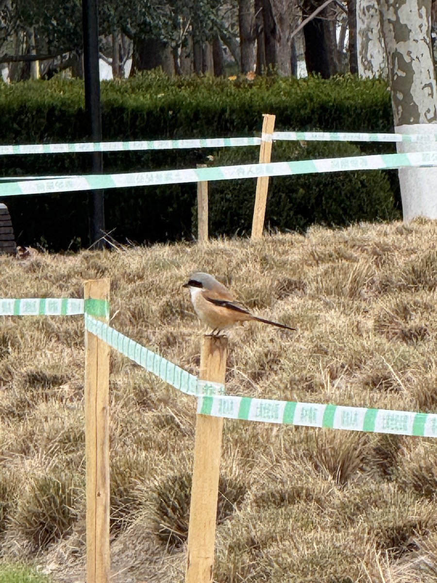 タカサゴモズ - ML646775606