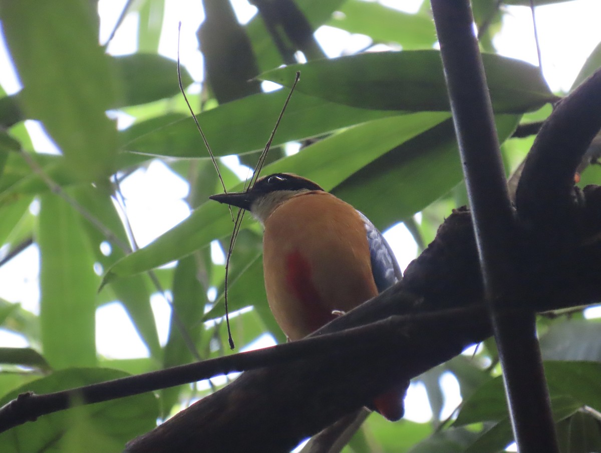 ミナミヤイロチョウ - ML646775607