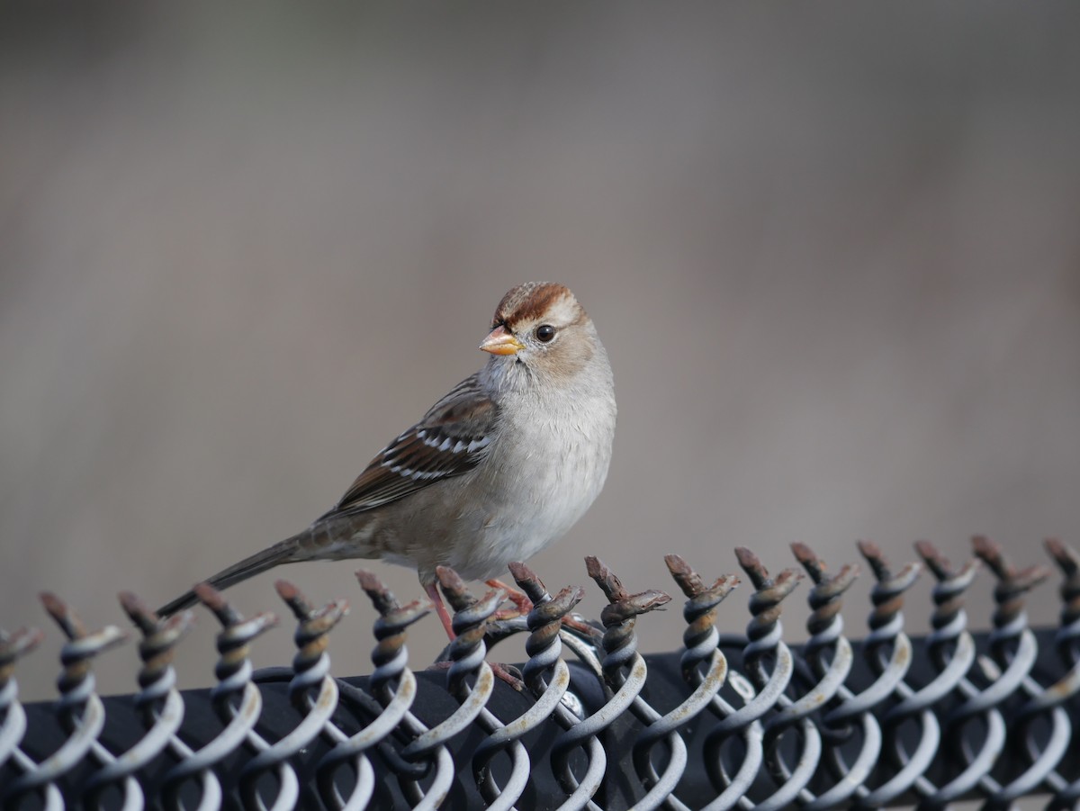 ミヤマシトド - ML646775608