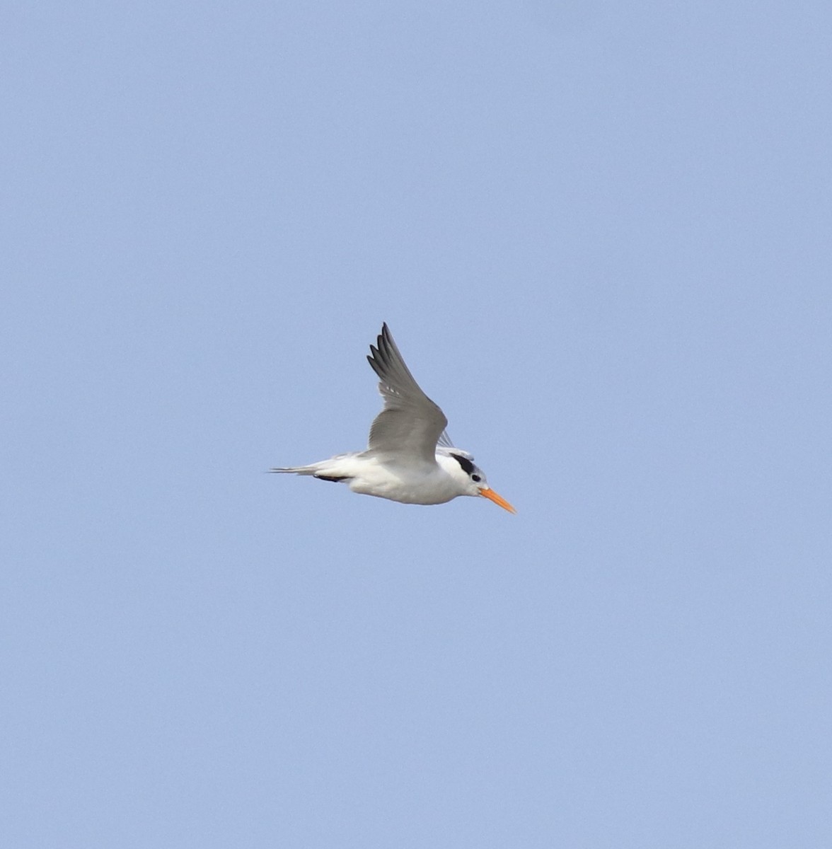 ベンガルアジサシ - ML646775611