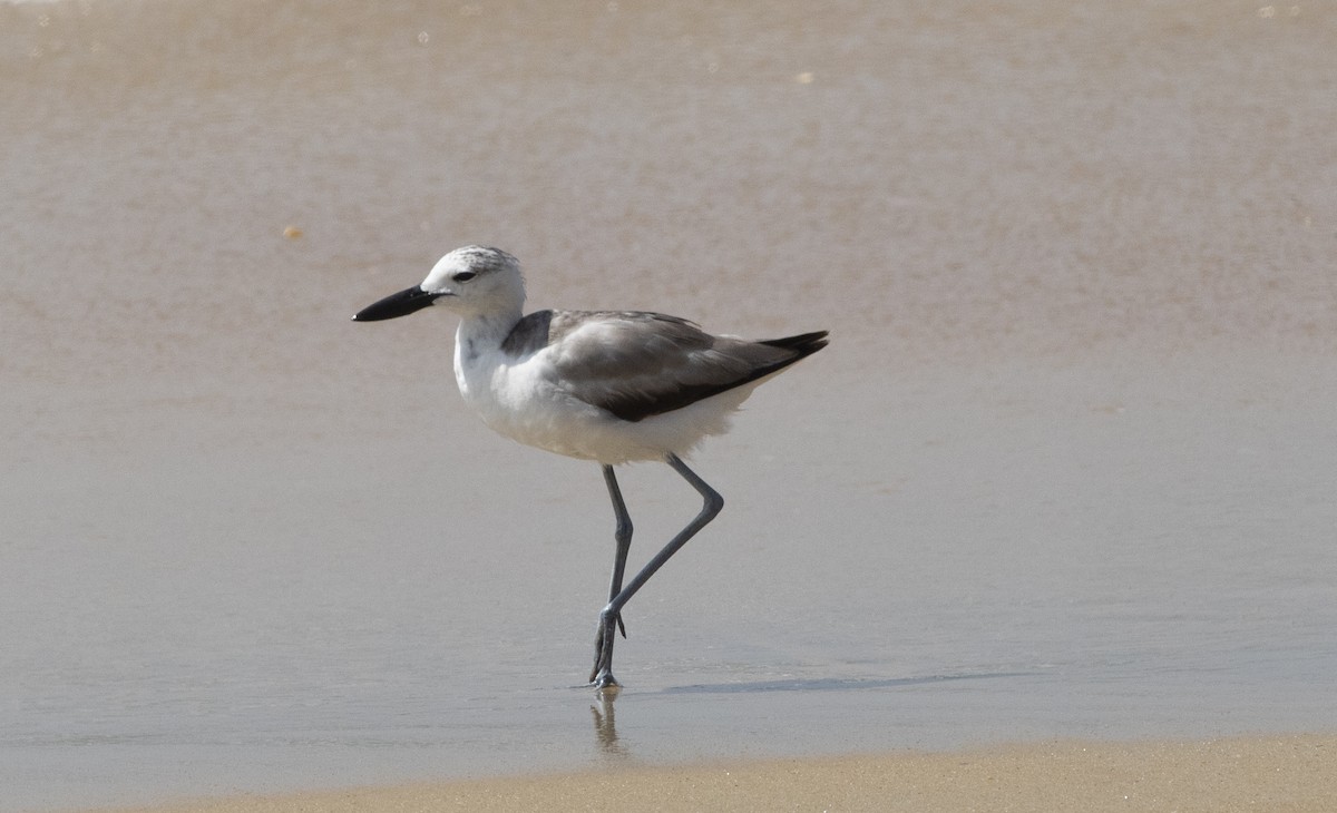 カニチドリ - ML646775612