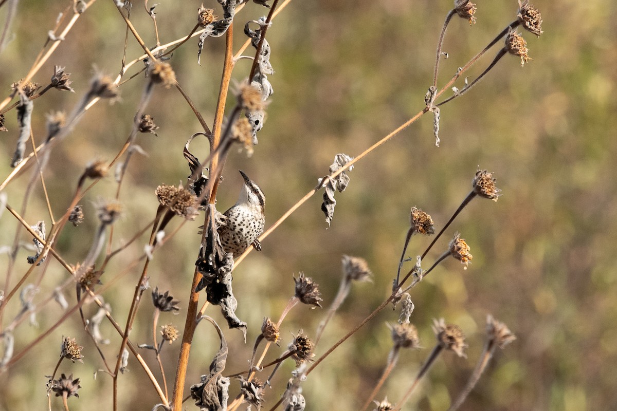 ホシサボテンミソサザイ - ML646775613