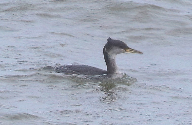 アカエリカイツブリ - ML646775615