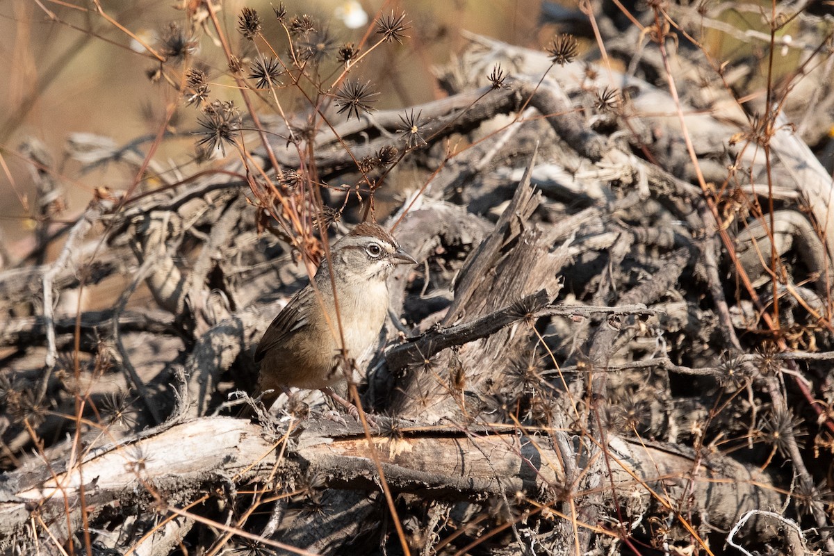 オアハカスズメモドキ - ML646775618