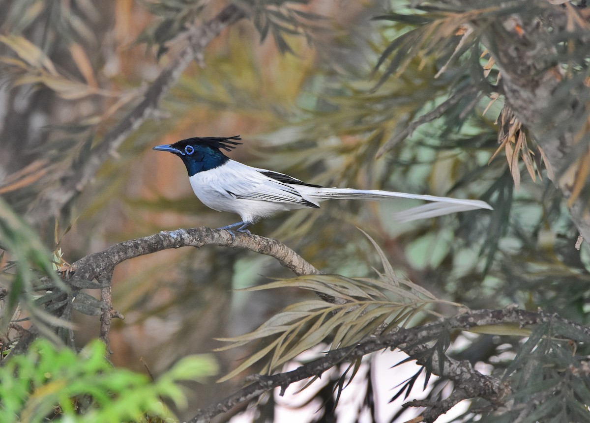 カワリサンコウチョウ - ML646775620