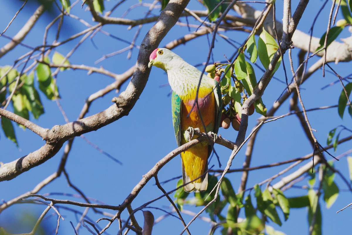 ベニビタイヒメアオバト - ML646775621