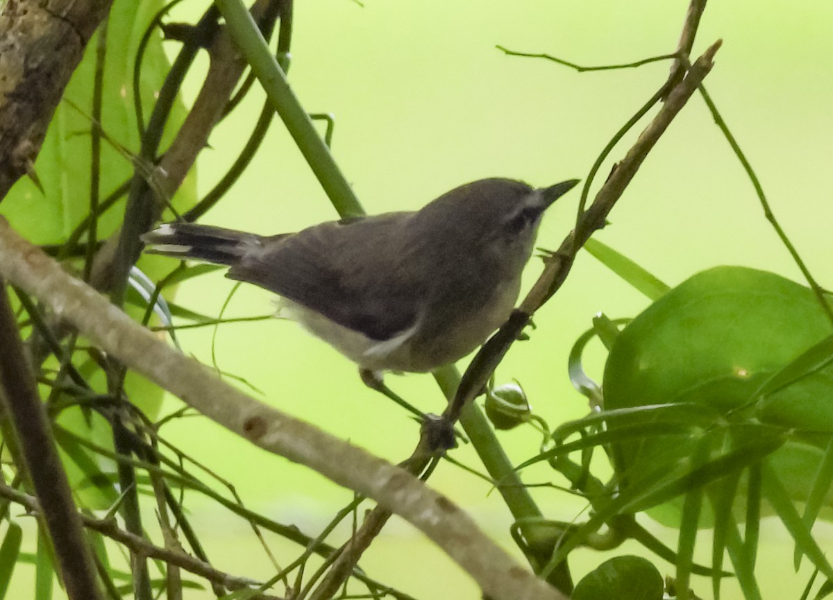 チャイロセンニョムシクイ - ML646775622