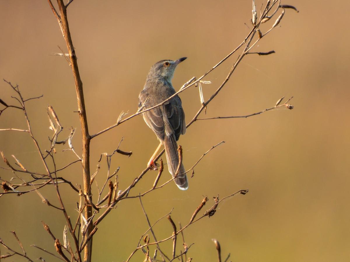 アジアマミハウチワドリ - ML646775623