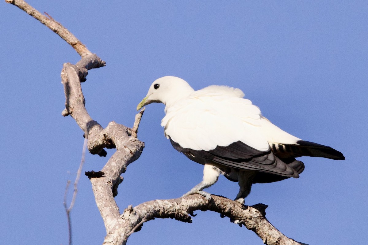 Torresian Imperial-Pigeon - ML646775624