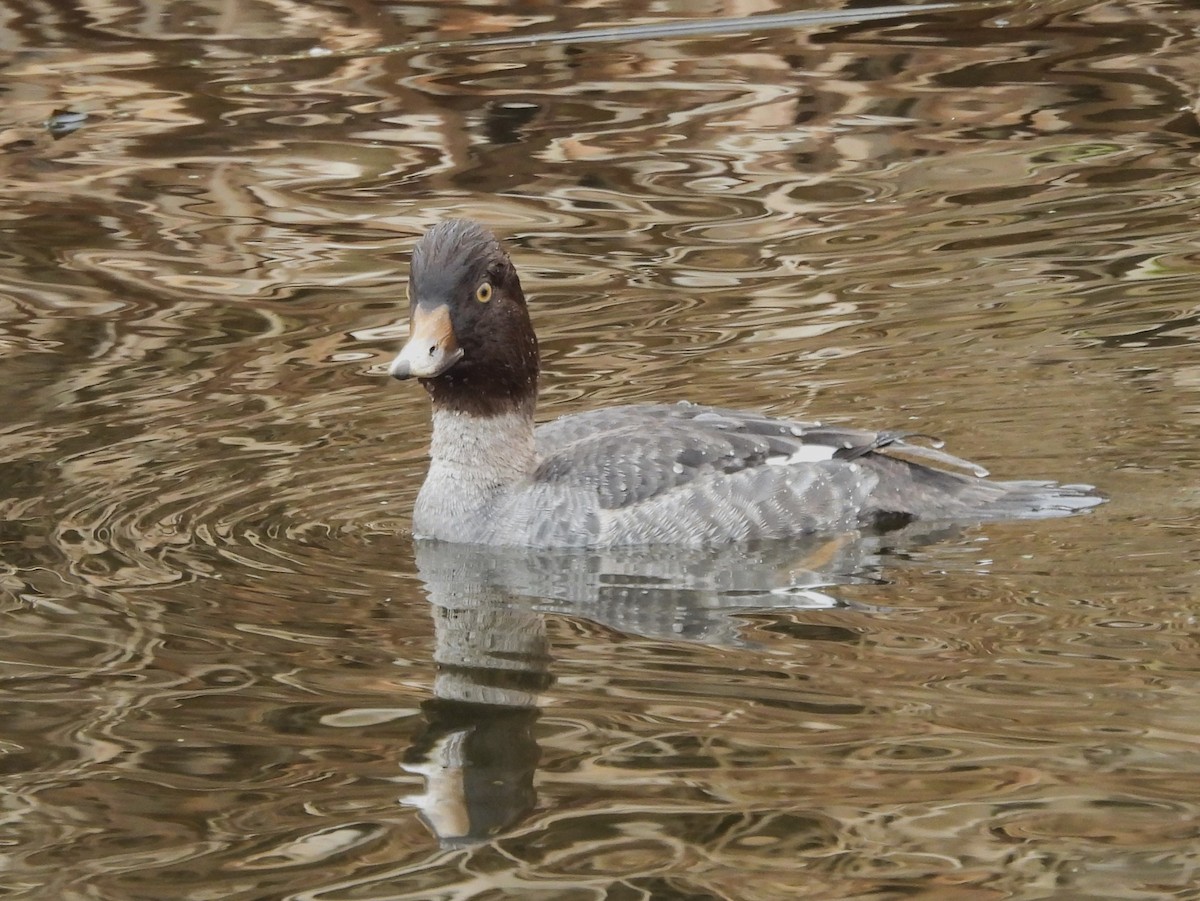 キタホオジロガモ - ML646775625