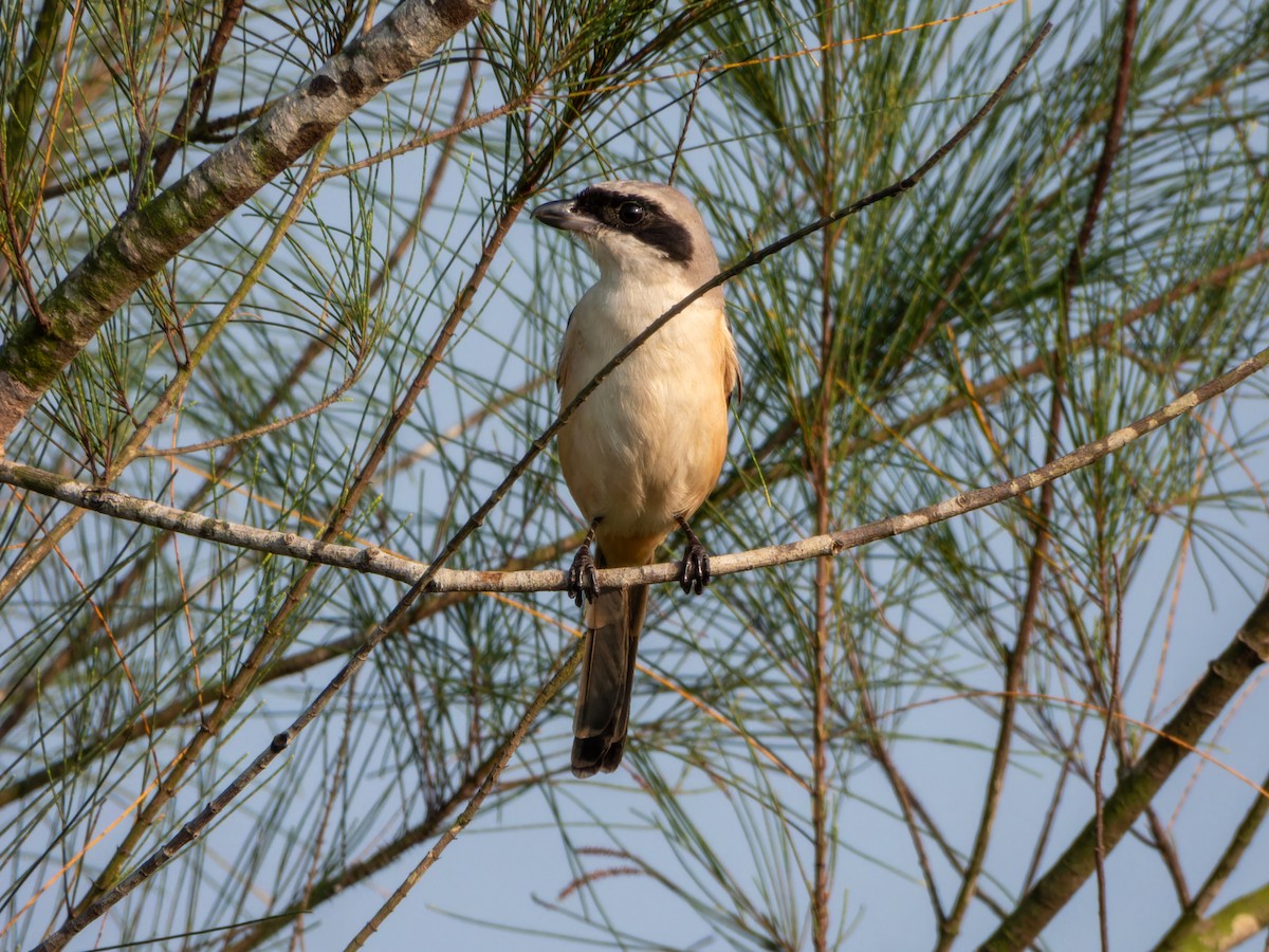 タカサゴモズ - ML646775626