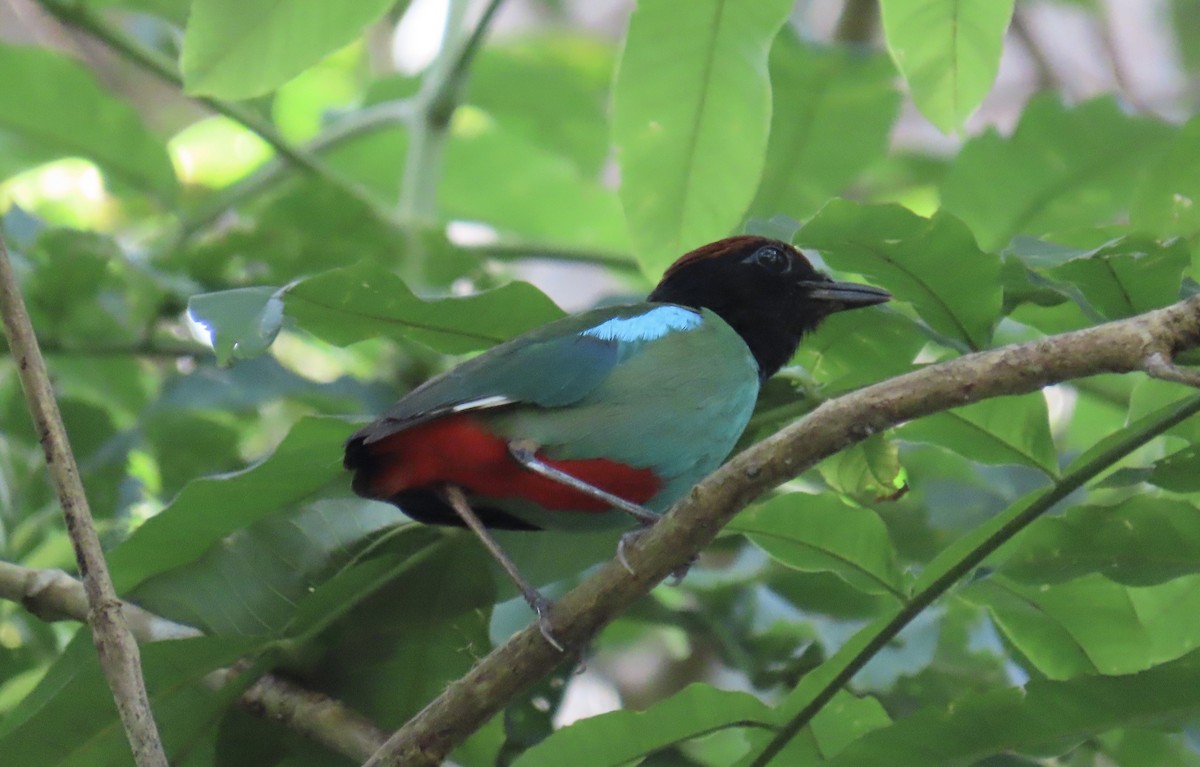 ズグロヤイロチョウ - ML646775627