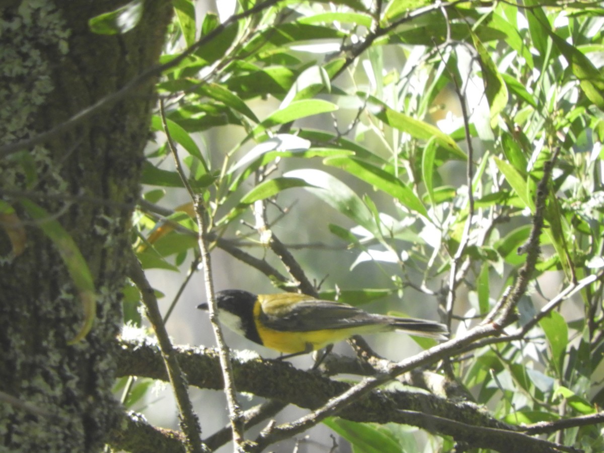 Golden Whistler - ML646775628