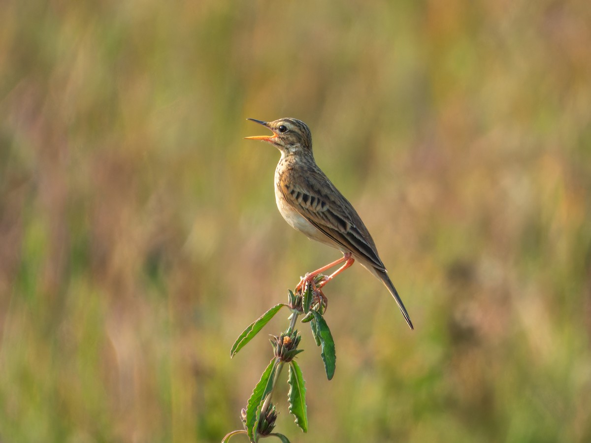 ヒメマミジロタヒバリ - ML646775629