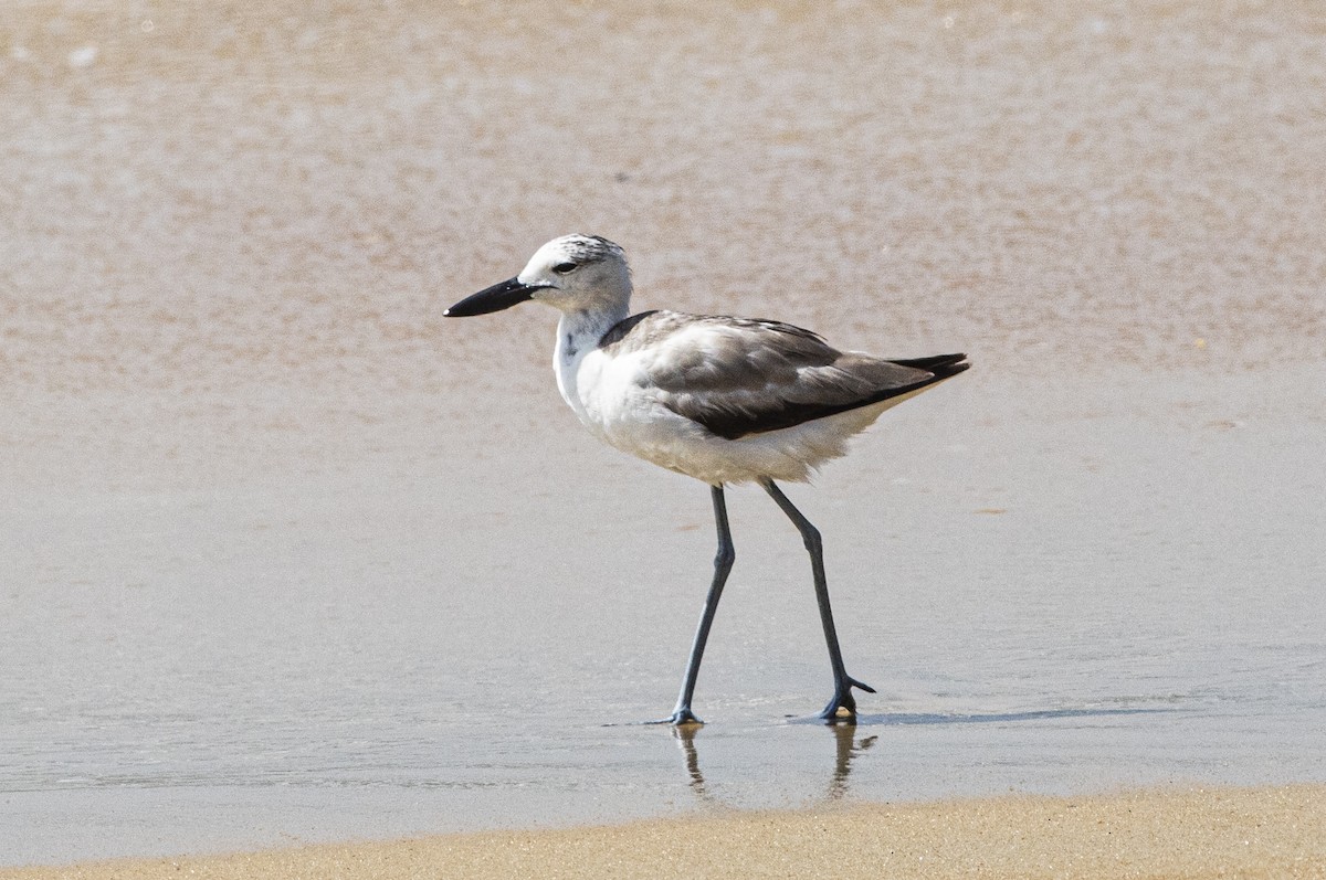 Crab-Plover - ML646775630