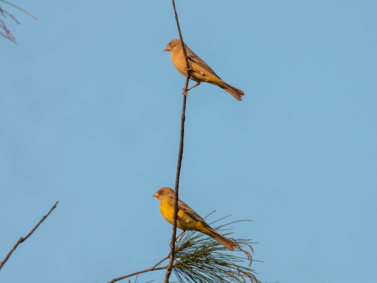 チャキンチョウ - ML646775631